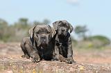 CANE CORSO 285